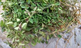 来马回的功效与作用 来马回的功效与作用是什么