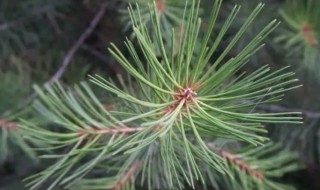 马尾松针的功效与作用（马尾松针的功效与作用五五指牛奶的功效与作用）