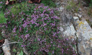 百里香的功效与作用 百里香的功效与作用及禁忌