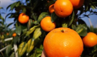 沃柑几月份上市（云南沃柑几月份上市）