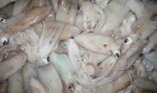 海兔的营养价值及功效 海兔的营养价值及功效与作用