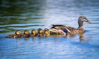 老鸭的营养价值及功效 老鸭有什么营养