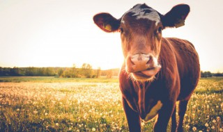 牛皮的营养价值及功效 牛皮的营养价值及功效与禁忌