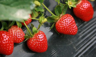 孕妇可以吃草莓吗(孕妇可以吃草莓吗孕中期)
