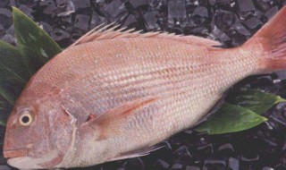 鲷鱼的营养价值及功效（鲷鱼的营养价值及功效与作用）