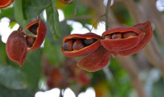 凤眼果可以生吃吗（凤眼果可以生吃吗?）