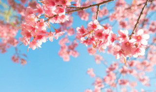 樱花唯美短句10字左右(描写樱花的唯美句子十字)