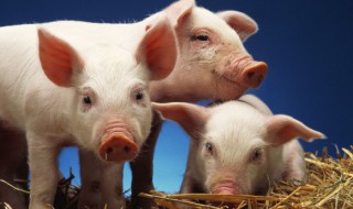 1983年猪人运程2022（1983年生人2022年猪人运程与运势）