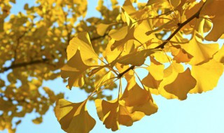 中国银杏之乡是哪里(中国银杏之乡是哪个城市)