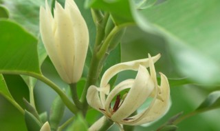 黄玉兰盆栽的养殖方法 黄玉兰盆栽怎么养