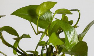 空气铁兰的养殖方法(怎么养铁兰)