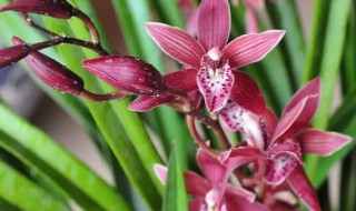 家庭墨兰的养殖方法（墨兰的养殖技术）