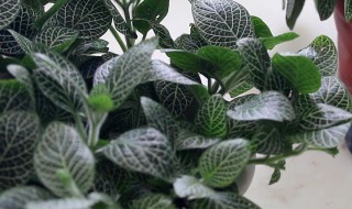 网纹兰的养殖方法（爪兰花怎么养）