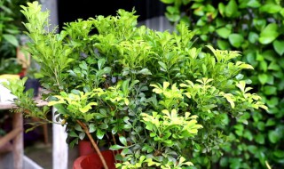 米兰花冬季的养殖方法 米兰花冬天的养殖方法