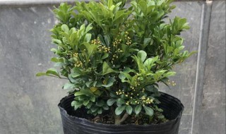 盆栽米兰的种植方法 米兰用什么盆栽培好