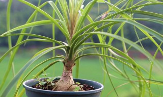 酒瓶兰换盆方法（酒瓶兰换盆要不要浇水）