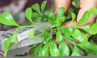 米兰水培的养殖方法 米兰花的正确养殖方法