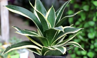 金边虎皮兰的种植方法（金边虎皮兰盆栽方法）