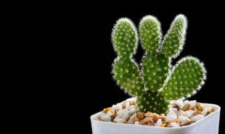 仙人掌嫁接蟹爪兰方法 仙人掌嫁接蟹爪兰方法图