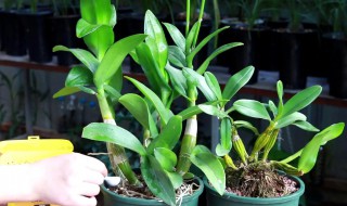 石斛兰的繁殖方法（石斛兰怎样种）