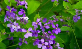 二月兰饲养方法 二月兰的盆栽养护