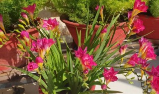 盆栽香雪兰的养殖方法(香雪兰怎么养殖方法)