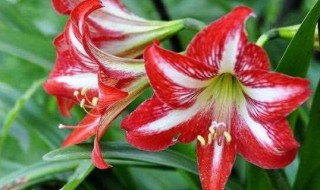 荷兰红花的养殖方法 荷兰花的养殖方法