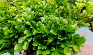 米兰花的养殖方法过冬（盆栽米兰花怎样过冬）