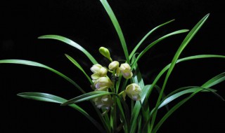 兰花叶养殖方法 兰花的养花方法