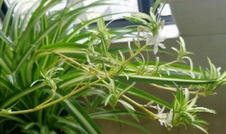 吊兰种植方法和注意事项(吊兰的养殖方法和注意事项)