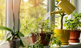 水培铁兰的养殖方法和注意事项（铁兰可以水培吗?）