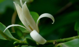 白兰栽培方法 白兰花养殖技巧