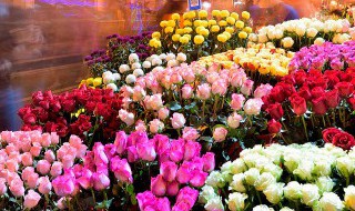 玉兰花养殖方法 玉兰花养殖方法和注意事项浇水