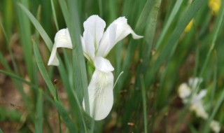 盆栽马兰花的养殖方法 马兰花栽种方法