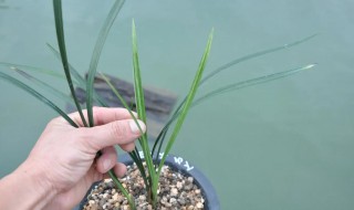 寒兰艺草的栽培方法(兰花艺草的栽培技术)