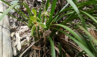 野生建兰养殖方法 建兰花养殖方法