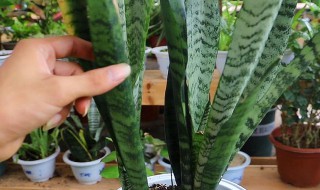 虎尾兰怎么养殖方法和注意事项 新买的虎尾兰怎么种植,养护