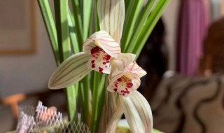 莲瓣兰的栽培养护方法（莲瓣兰种植方法）