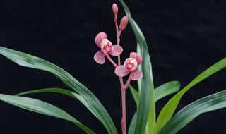 兰花的栽种方法(兰花的栽种方法和注意事项)