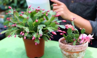 盆栽蟹爪兰养殖方法和注意事项 蟹爪兰盆栽的养殖方法和注意事项