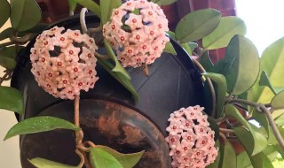 球兰的扦插方法 球兰的扦插方法和注意事项