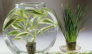 金鱼吊兰摘心的方法（金鱼吊兰怎样摘心）