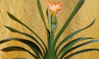 室内君子兰花的养殖方法（君子兰花的养植方法）