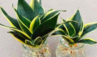 水培虎尾兰的养殖方法和注意事项 虎尾兰水培几天生根
