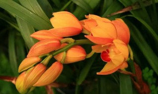 大花蕙兰的分株繁殖方法 大花蕙兰分株栽种方法