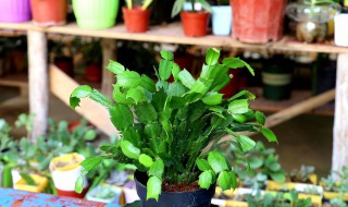 盆栽蟹爪兰养殖方法（蟹爪兰的养殖用什么盆）