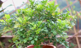 米兰花繁殖方法和注意事项 米兰花的移栽方法和注意事项