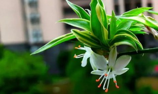 吊兰什么季节开花 吊兰什么季节开花怎么描写他