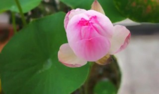 碗莲什么时候开花 碗莲什么时候开花??秋冬开花吗?