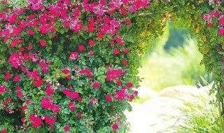 红木香什么时候开花 红木香花什么时候开花